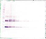 IL1F9 Antibody in Western Blot (WB)