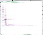 IL1F9 Antibody in Western Blot (WB)