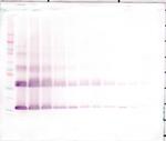 IL1F9 Antibody in Western Blot (WB)