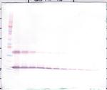 IL1F9 Antibody in Western Blot (WB)