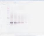 FGF23 Antibody in Western Blot (WB)