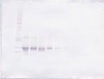 FGF23 Antibody in Western Blot (WB)