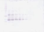 FGF23 Antibody in Western Blot (WB)