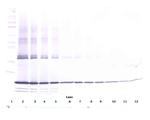 TNF alpha Antibody in Western Blot (WB)