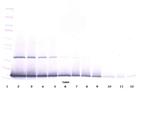 IFN gamma Antibody in Western Blot (WB)