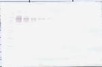 PD-L1 Fc Antibody in Western Blot (WB)