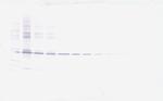 MMP3 Antibody in Western Blot (WB)