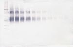 IL4R (soluble) Antibody in Western Blot (WB)