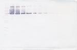 VAP-1 Antibody in Western Blot (WB)