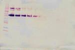 CD34 (soluble) Antibody in Western Blot (WB)