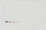 IFN beta Antibody in Western Blot (WB)