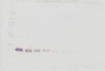 IFN beta Antibody in Western Blot (WB)