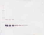 IFN beta Antibody in Western Blot (WB)