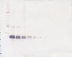 IFN beta Antibody in Western Blot (WB)