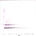 MCP-3 Antibody in Western Blot (WB)