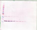 LIF Antibody in Western Blot (WB)