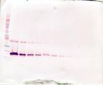 LIF Antibody in Western Blot (WB)