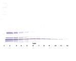 Lymphotactin Antibody in Western Blot (WB)