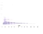 Lymphotactin Antibody in Western Blot (WB)