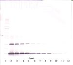 FLT3LG Antibody in Western Blot (WB)
