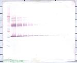 M-CSF Antibody in Western Blot (WB)