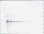 PDGF-BB Antibody in Western Blot (WB)