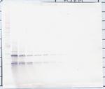 PDGF-BB Antibody in Western Blot (WB)