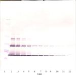 SCF Antibody in Western Blot (WB)