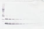 SCF Antibody in Western Blot (WB)