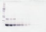 SCF Antibody in Western Blot (WB)