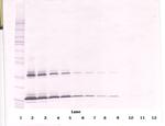 SCF Antibody in Western Blot (WB)