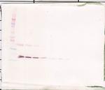 Thrombopoietin Antibody in Western Blot (WB)