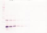 Thrombopoietin Antibody in Western Blot (WB)