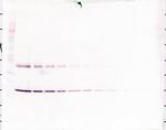 IL-1 alpha Antibody in Western Blot (WB)