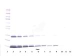 IL-3 Antibody in Western Blot (WB)