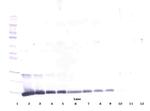 IL-4 Antibody in Western Blot (WB)