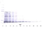 IL-5 Antibody in Western Blot (WB)