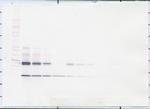 IL-5 Antibody in Western Blot (WB)