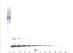 IL-7 Antibody in Western Blot (WB)