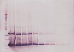 IL-7 Antibody in Western Blot (WB)