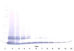 MCP-5 Antibody in Western Blot (WB)