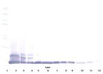 MCP-5 Antibody in Western Blot (WB)