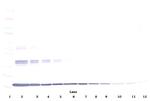 TNF alpha Antibody in Western Blot (WB)