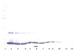 TNF alpha Antibody in Western Blot (WB)