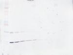 GM-CSF Antibody in Western Blot (WB)