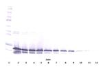 FGF9 Antibody in Western Blot (WB)