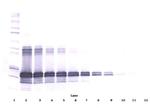 FGF9 Antibody in Western Blot (WB)