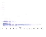 Eotaxin Antibody in Western Blot (WB)