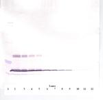 Leptin Antibody in Western Blot (WB)