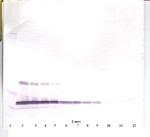 Leptin Antibody in Western Blot (WB)